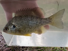 Lepomis microlophus