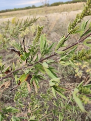 Ambrosiinae