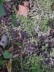 Floerkea proserpinacoides