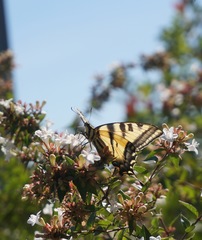 Papilio rutulus