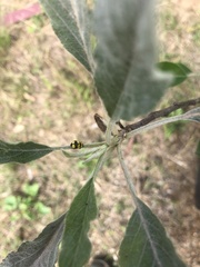 Illeis galbula