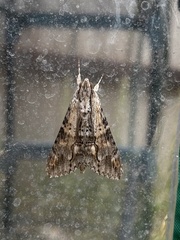 Melipotis acontioides