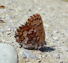 Callophrys niphon