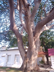 Enterolobium cyclocarpum