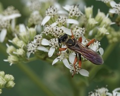 Sphex ichneumoneus