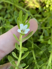 Bacopa monnieri