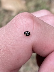 Hyperaspis trifurcata