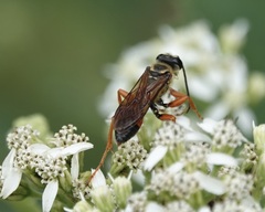 Sphex ichneumoneus