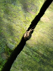 Pseudoedophrys hilleri
