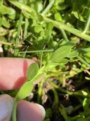 Bacopa monnieri