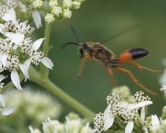Sphex ichneumoneus