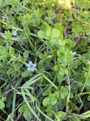 Bacopa monnieri