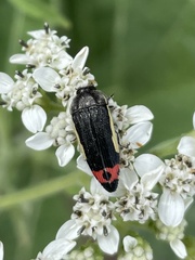 Acmaeodera flavomarginata