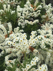 Heliotropium sinuatum