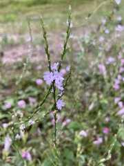 Verbena halei