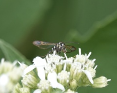 Synanthedon