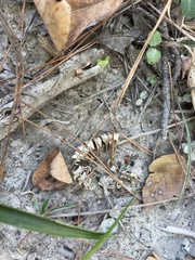 Diplopoda