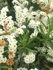 Heliotropium sinuatum