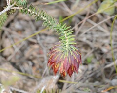 Darwinia neildiana
