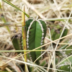 Lophocereus marginatus