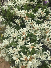 Heliotropium sinuatum