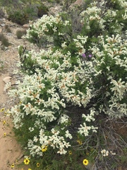 Heliotropium sinuatum