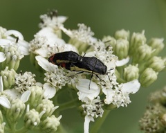 Acmaeodera flavomarginata