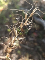Elymus churchii