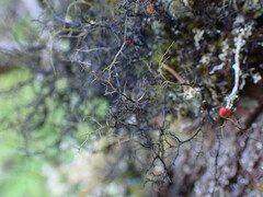 Bryoria bicolor