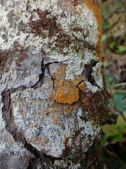 Trentepohlia aurea
