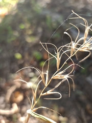 Elymus churchii