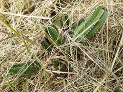 Lophocereus marginatus