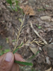 Elymus churchii