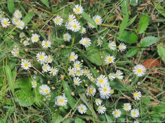 Erigeron strigosus