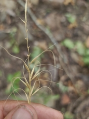 Elymus churchii