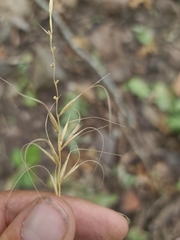 Elymus churchii