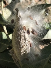 Asclepias speciosa
