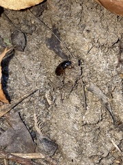 Anisodactylus sanctaecrucis