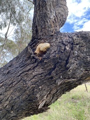 Laetiporus portentosus