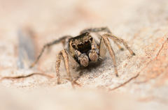 Habronattus borealis