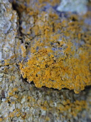 Trentepohlia aurea