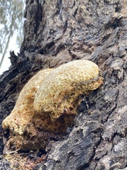 Laetiporus portentosus