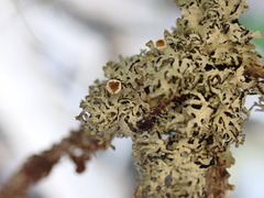 Hypogymnia hultenii