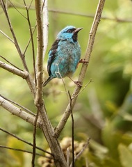 Dacnis cayana