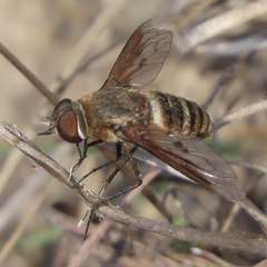 Exoprosopa brevirostris