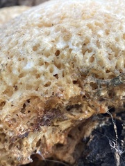 Laetiporus portentosus