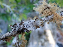 Platismatia norvegica