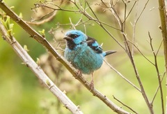 Dacnis cayana