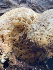 Laetiporus portentosus