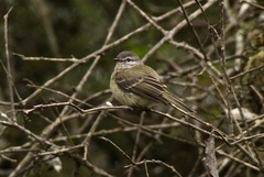 Phyllomyias griseocapilla